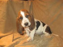 Purebred but not registered please send me a whatsapp if interested. Basset Hound Puppies For Sale