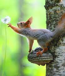Pin By Kd On Squirrels Cute Animals Animals Nature Animals