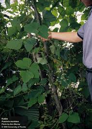 Image result for Pueraria