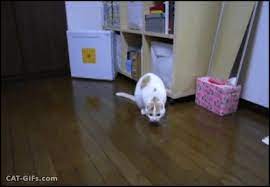 Cat Gif Cat Prank And Here Is My Confused Cat Waiting For Me To Throw The Ball Haha 2 2 Best Cat Gifs Cat Gif Cute Cats