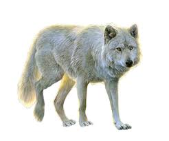Wolf wallpapers are made for lovers of real forest wolves, here you will find a new collection of wolves wallpapers! Wolf Png Image Free Picture Download