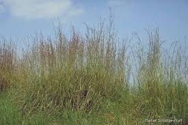 Image result for Hyparrhenia tamba