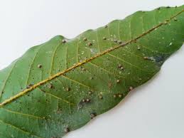 If pink disease is identified the recommended treatment is an application of an appropriate fungicide which can be applied by spraying or painting onto infected bark with a paintbrush. Plant Diseases And Damage On Mango Leaf Stock Image Image Of Plant Foliage 143012295