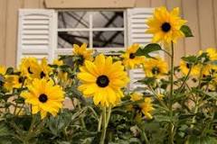 Image result
