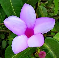 Image result for Wahlenbergia madagascariensis