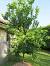 1 Year Old Lemon Tree
