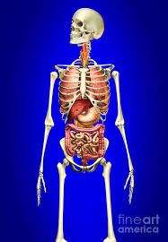 The testis in the male, and the. Male Skeleton With Internal Organs Digital Art By Leonello Calvetti