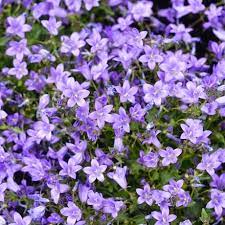 Het overgrote deel van de soorten is heel tevreden met gewone tuingrond en een lekker zonnige standplaats. Buy Campanula Resholdt S Variety Online Southern Woods