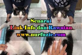 Air liur kucing dipercaya mengandung enzim yang bekerja sebagai antibiotik alami pada kucing, hal ini dijelaskan pada tingkah laku kucing yang seringkali menjilati lukanya dengan lidahnya. Apa Khabar Anak Bulus Korang Senarai Link Info Dan Rawatan Kucing Eintan Nurfuzie Lifestyle Beauty Travel Tips Rawatan Kucing Review