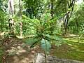 Image result for Phyllanthus manicaensis
