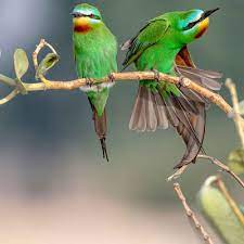 خلفيات طيور رائعة in 2021 bird animals parrot