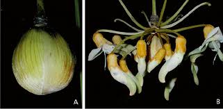 Image result for Mucuna poggei