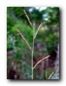 Image result for Paspalum plicatulum