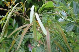 Image result for Leucas tettensis