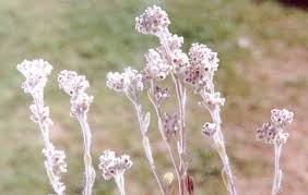 Image result for Vellereophyton dealbatum