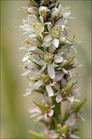 Image result for Tamaricaceae