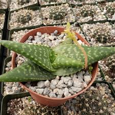 Image result for Aloe cameronii × greatheadii