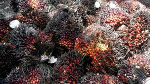 Pembayaran mudah, pengiriman cepat & bisa cicil 0%. Harga Kelapa Sawit Anjlok Pemerintah Hapus Sementara Pungutan Bpdp Ks