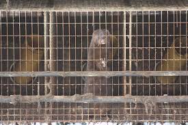 Dänemark lässt alle gezüchteten nerze töten. Eu Genehmigt 1 75 Milliarden Euro Fur Danische Pelzindustrie