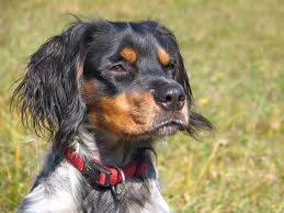Epagneul Breton My Fox Brittany Dog French Brittany Spaniel Bird Dogs