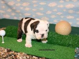 Due to covid my son had to look for a new job and now hasn't got the time to give him the american bulldog female for sale through absolutely no fault of hers! English Bulldog Puppies In Ohio