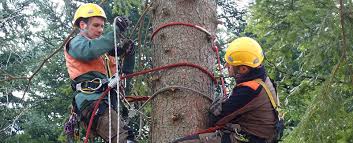 Finimenti di cuoio per adulti seggiolino auto imbracatura harness set autunno salire magazzino cablaggio pastiglie imbracatura alta quota. Corso Di Tree Climbing Formazione E Sicurezza Per Lavori In Quota Su Alberi D Lgs 81 2008 D Lgs 106 2009 E Direttiva 2001 45 Ce Con La Cooperativa Delle Guide Alpine Del Trentino