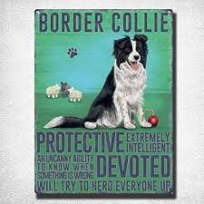 Border collie animal dog watercolor illustration isolated on white background vector. Amazon Com Border Collie Vintage Tin Sign Bar Pub Home Metal Poster Wall Art Decor Tin Sign 7 8x11 8 Inch Home Kitchen