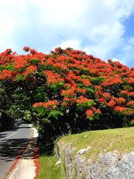 The branches are dying from the outside to the inside. Flamboyant Royal Poinciana Tree Delonix Regia Urban Perennials