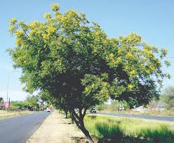 Image result for Peltophorum africanum