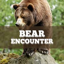 Bears are ferocious creatures, but they can also be vulnerable and complex. Ipwdickumeknim