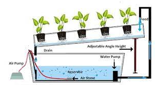 Hydroponic Nutrient Film Technique Luv2garden Com