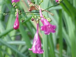 Image result for Dicliptera hensii