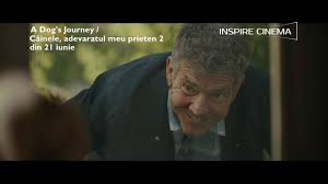 Așa este, haosul face și el parte din programul. A Dog S Journey Cainele AdevÄƒratul Meu Prieten 2 Youtube