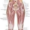 1 groin muscle strains are encountered more frequently in ice hockey and soccer than other sports. 1
