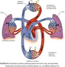 The Heart And Circulatory System Circulatory System Human Respiratory System Respiratory System