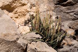 Image result for Paranecepsia alchorneifolia