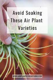 Air Plants That You Should Avoid Soaking Air Plants Care Air Plants Air Plants Decor
