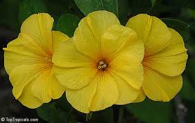 Image result for Reinwardtia indica