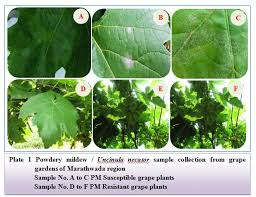 Image result for Uncinula necator