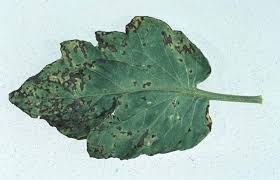 Image result for tomato seedling xanthomonas vesicatoria