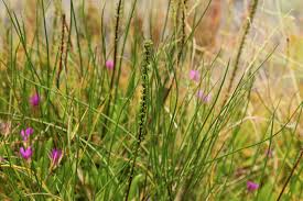 Image result for Striga linearifolia