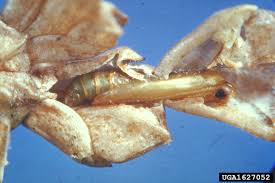 Image result for argyresthia thuiella thuja symptoms