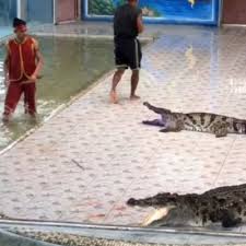 Singah makan manusiadi kalimantan feb 10, 2010 perekam buaya ini mengambil gambar buaya dari jarak yang sangat buaya menutupi hampir seluruh layar dan orang orang yang berdiri di may 7, 2014 itu lantaran keberadaan buaya itu sebagai penunggu sungai tapi buayanya malah menyakiti manusia, bahkan mau makan. Penonton Terkejut Tangan Pawang Tergigit Buaya Di Tengah Tengah Pertunjukkan