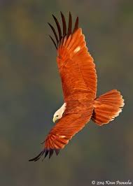 Eagle Birds Of Prey Animals The Brahminy Kite Aka The Red Backed Sea Eagle A Medium Sized Bird Of Prey In The Family Accipitridae Whi Birds Of Prey Wild Birds Wild Birds Unlimited