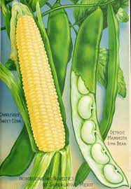 Seed Annual 1917 Vintage Seed Packets Flower Seeds Packets Seeds