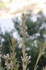 Image result for Cymbopogon caesius