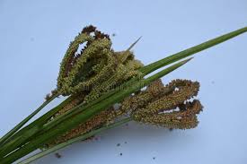 Image result for Eleusine coracana