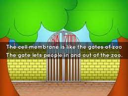 Maybe you would like to learn more about one of these? A Cell Is Like A Zoo By Houzeaur