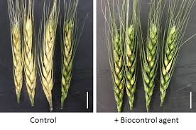 8 avril 2019 8 avril 2019. Endophytes De Cereales Biocontrole Et Biostimulation Ips2
