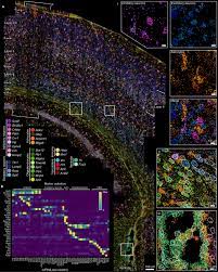 Spatial Organization Of The Somatosensory Cortex Revealed By Osmfish Nature Methods